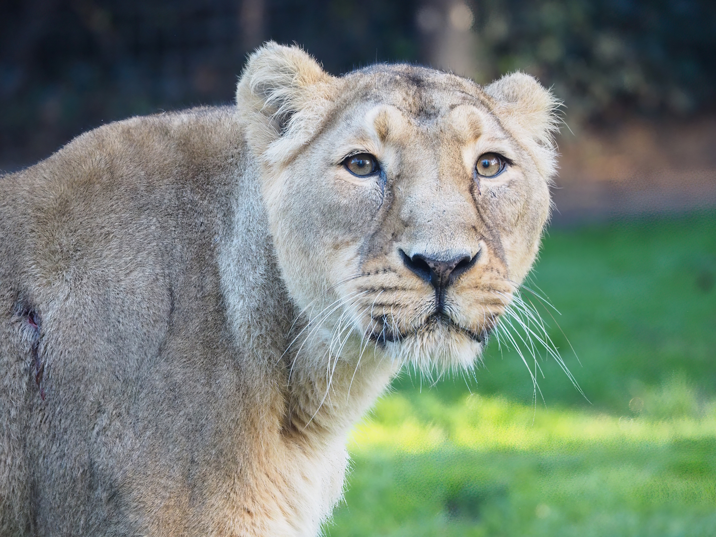 Asiatic lioness (Panthera leo persica), 2022-11-12
