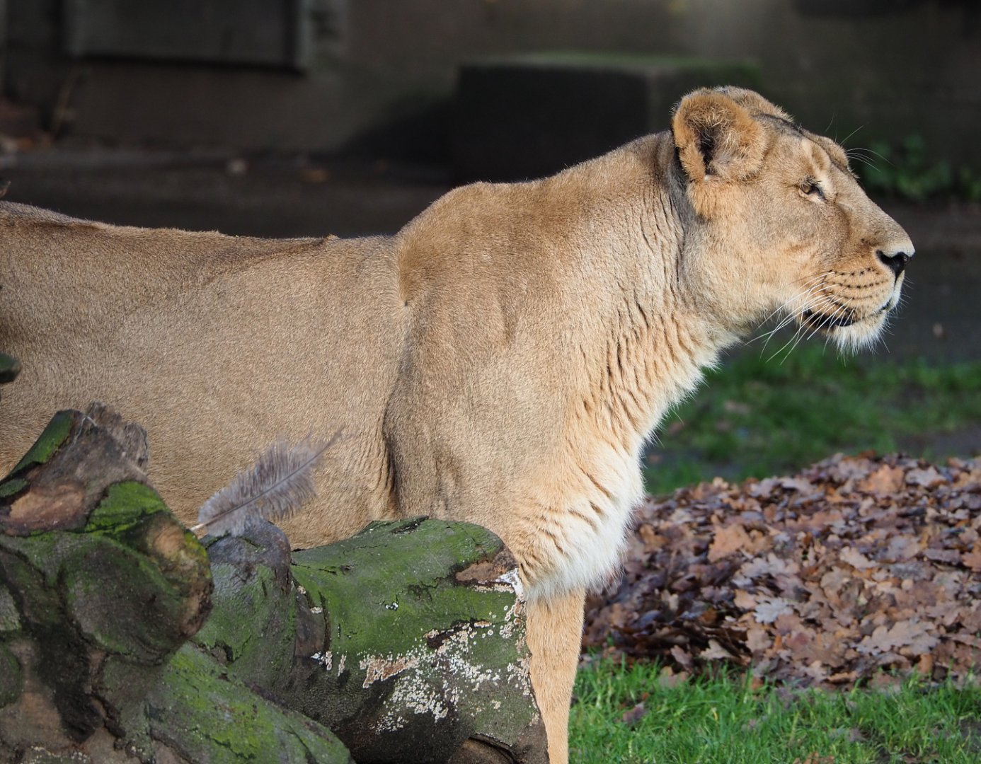 Asiatic lioness (Panthera leo persica) Lorena, 2021-12-07