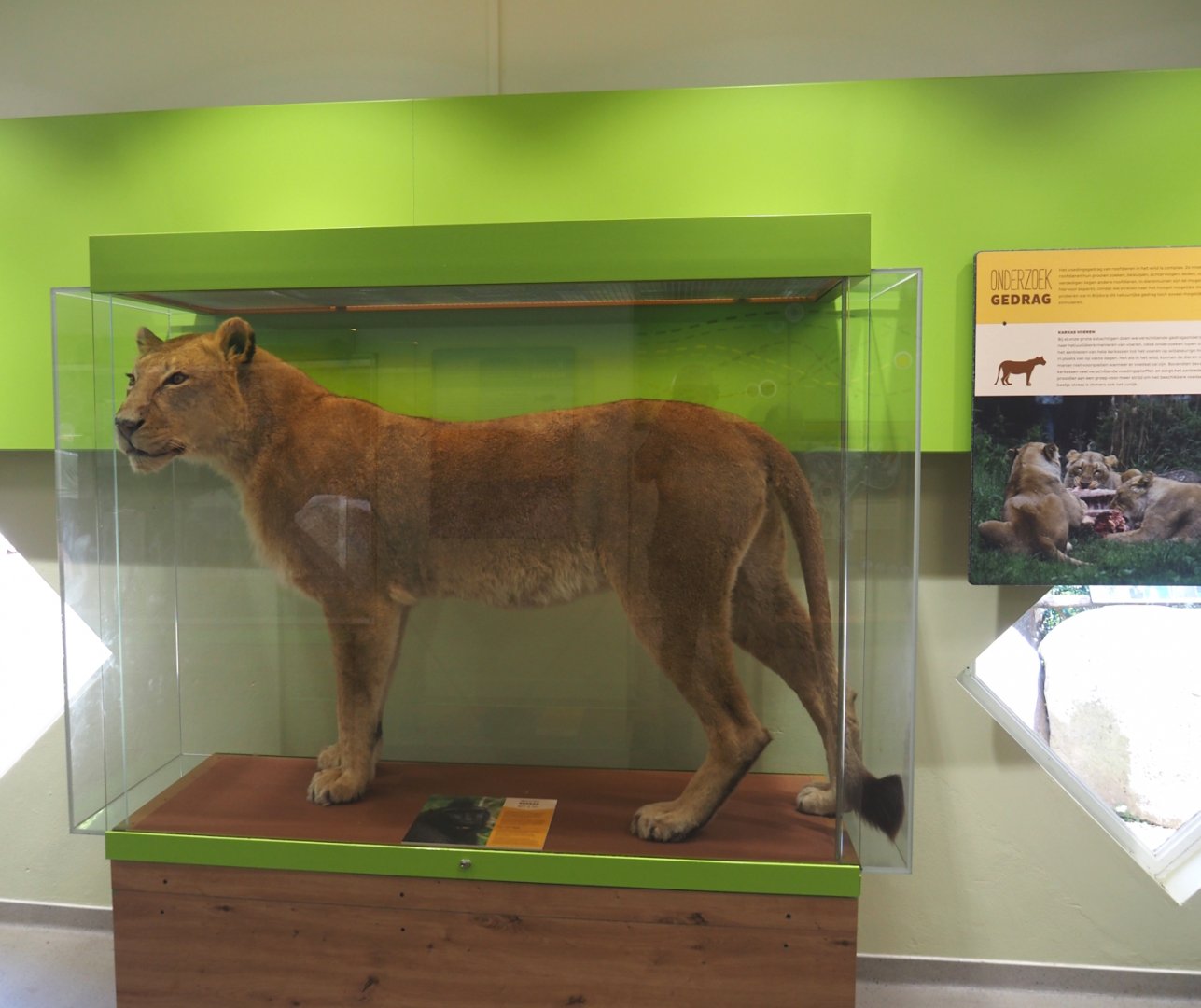 Asiatic lioness taxidermy, 2024-06-30