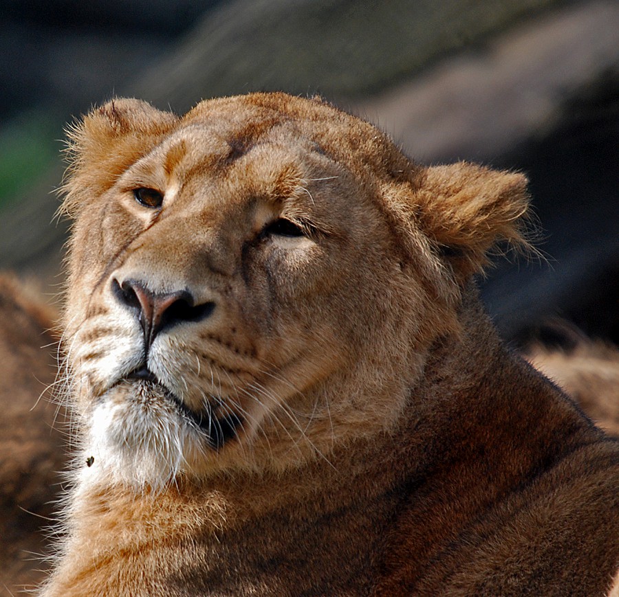 Asiatic Lioness