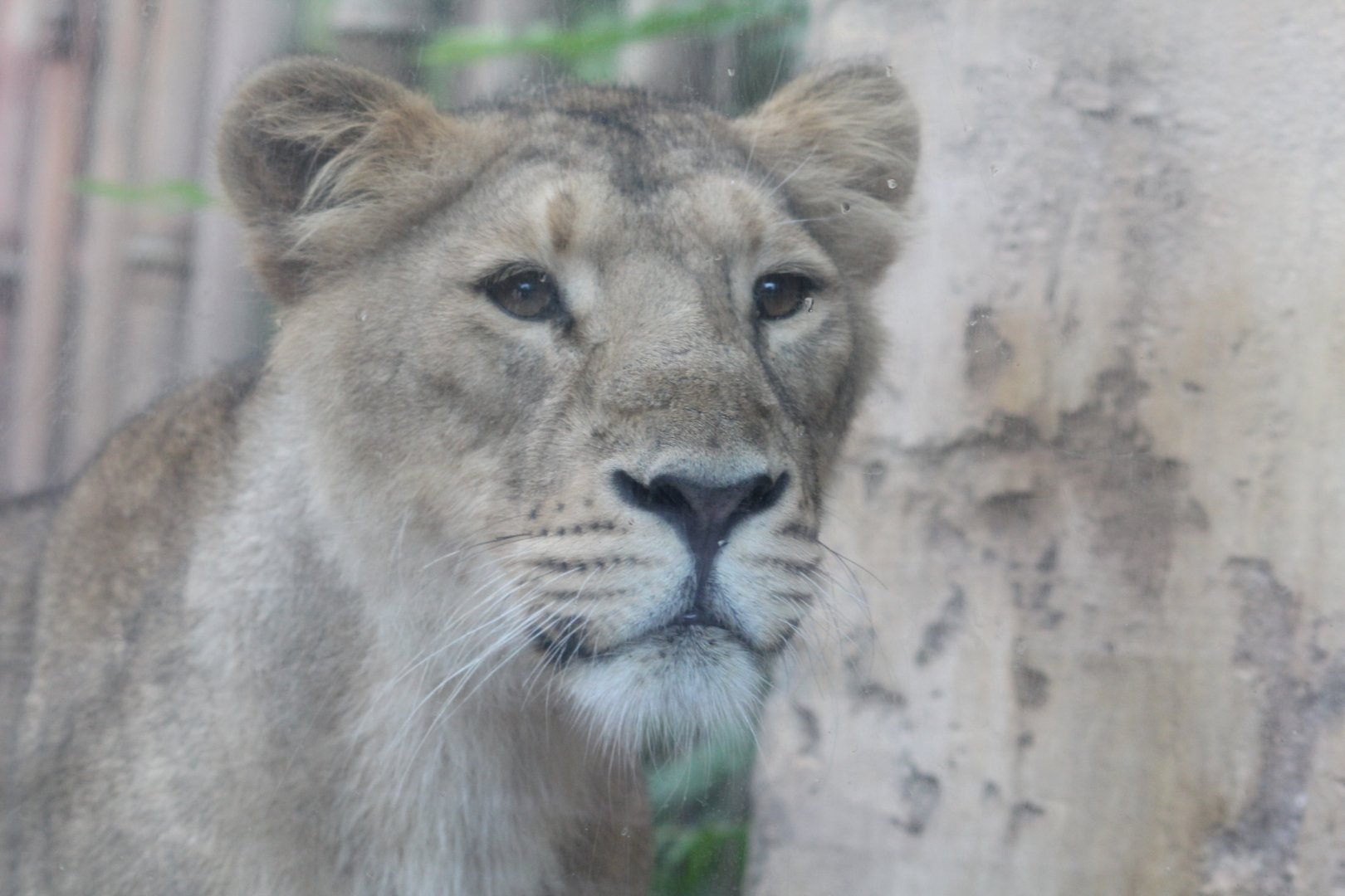 Asiatic Lioness