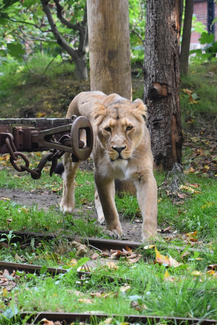 Asiatic lioness