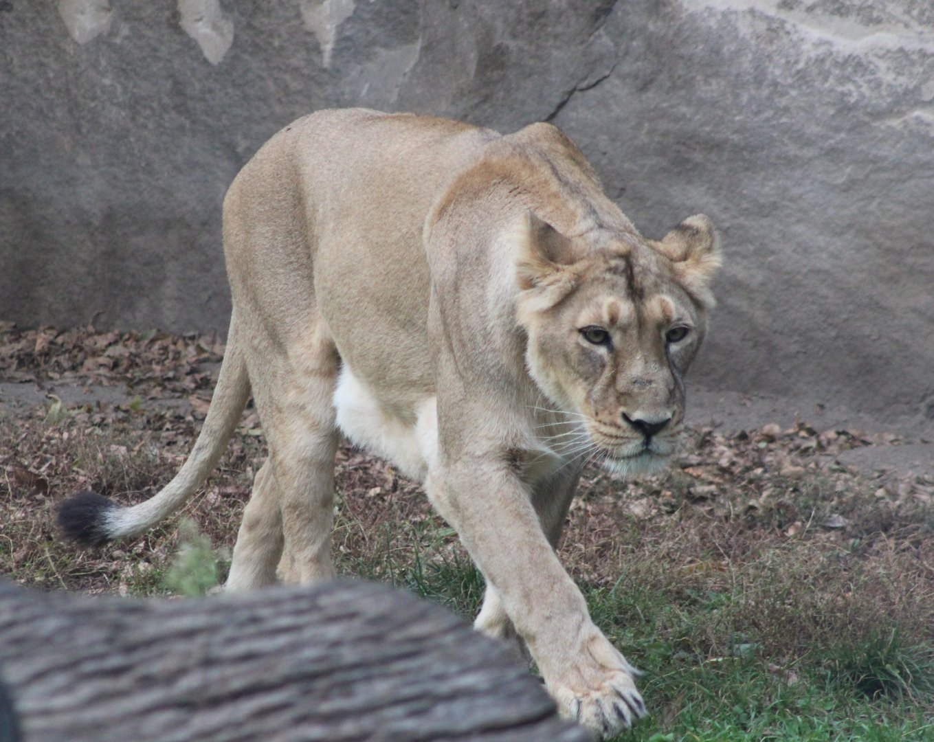 Asiatic lioness