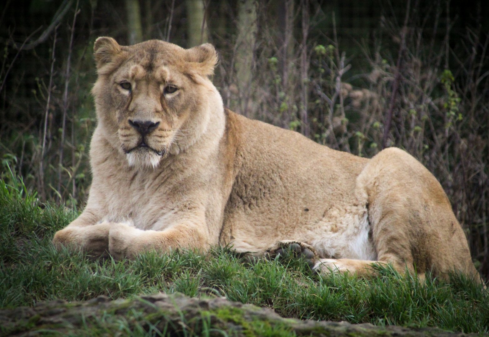 Asiatic Lioness
