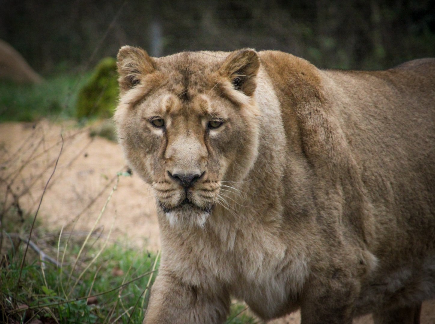 Asiatic Lioness