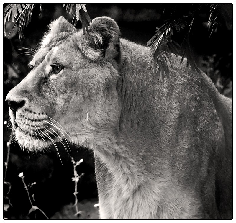 Asiatic Lioness