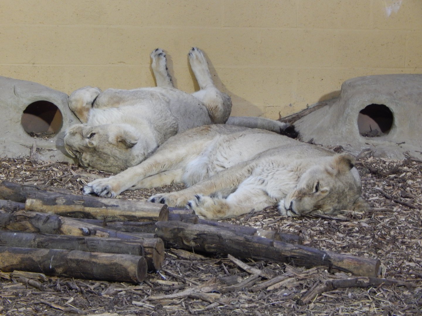 Asiatic lions 181021