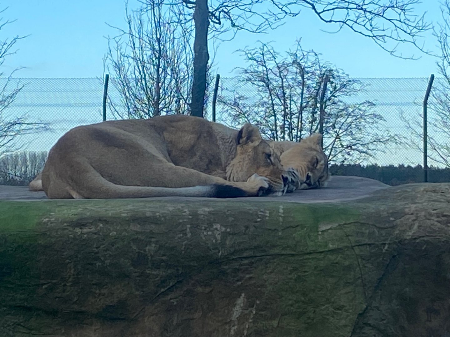 Asiatic lions 241123