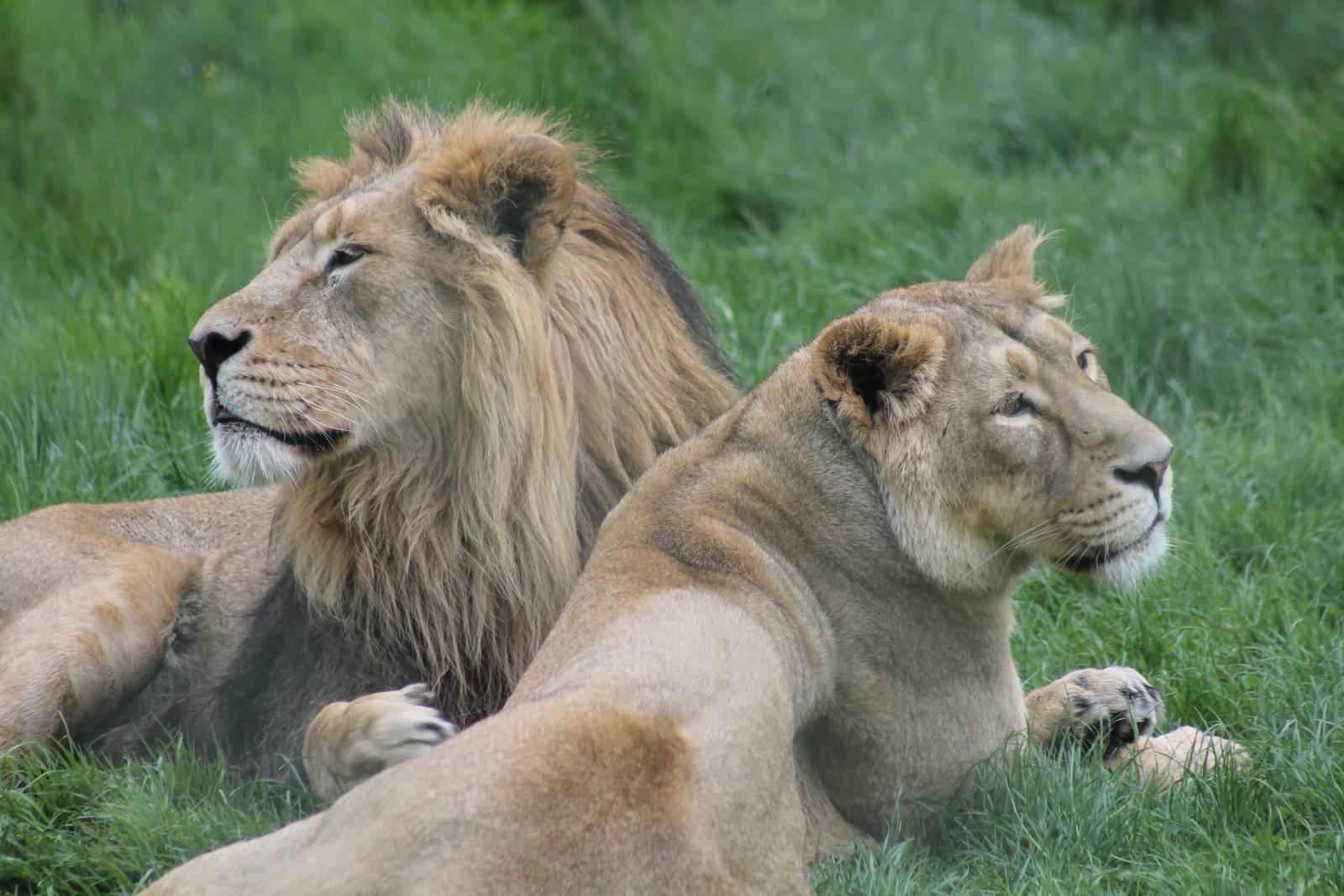 Asiatic Lions - 25th May 2013