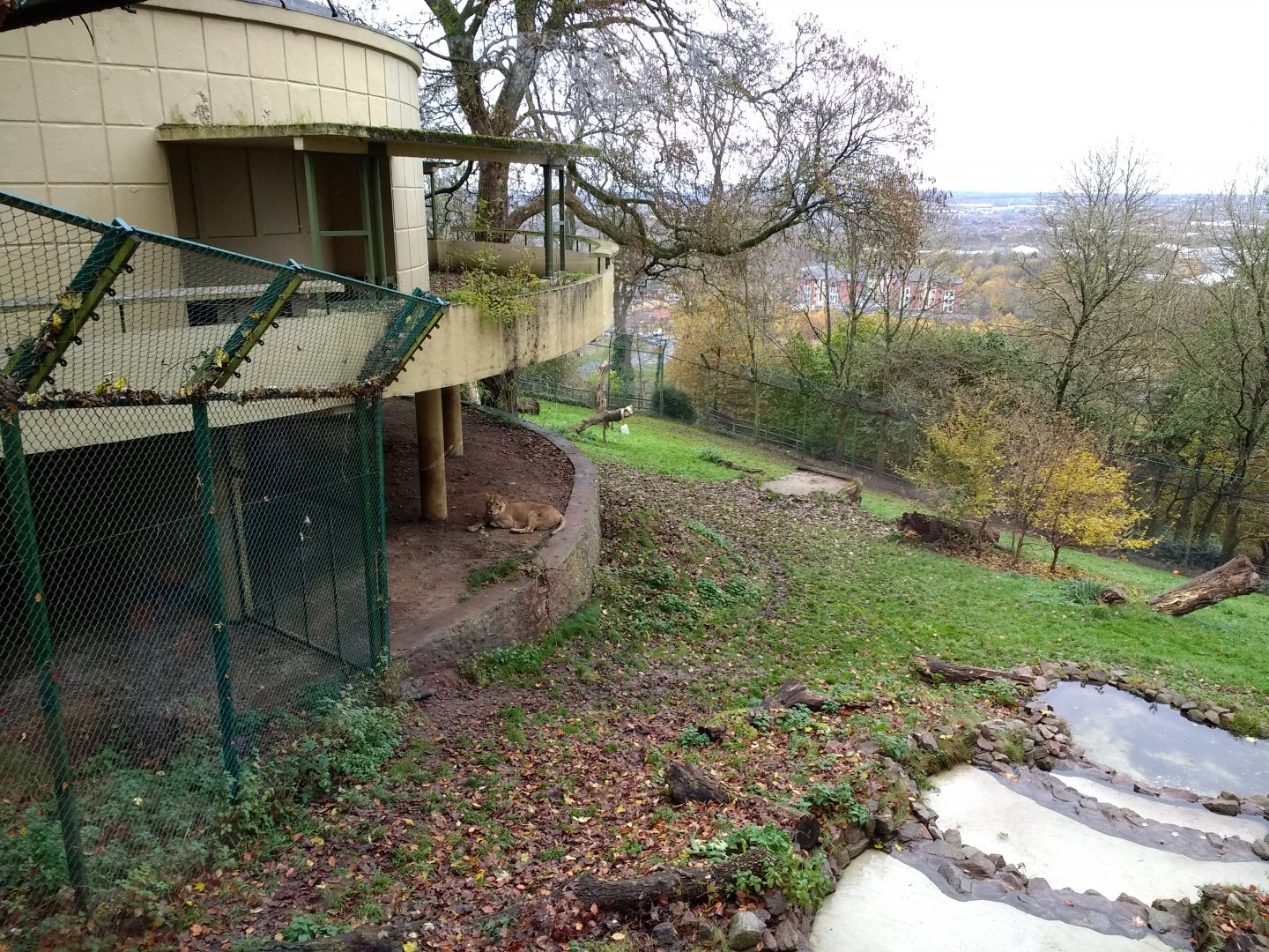 Asiatic Lions and Tecton