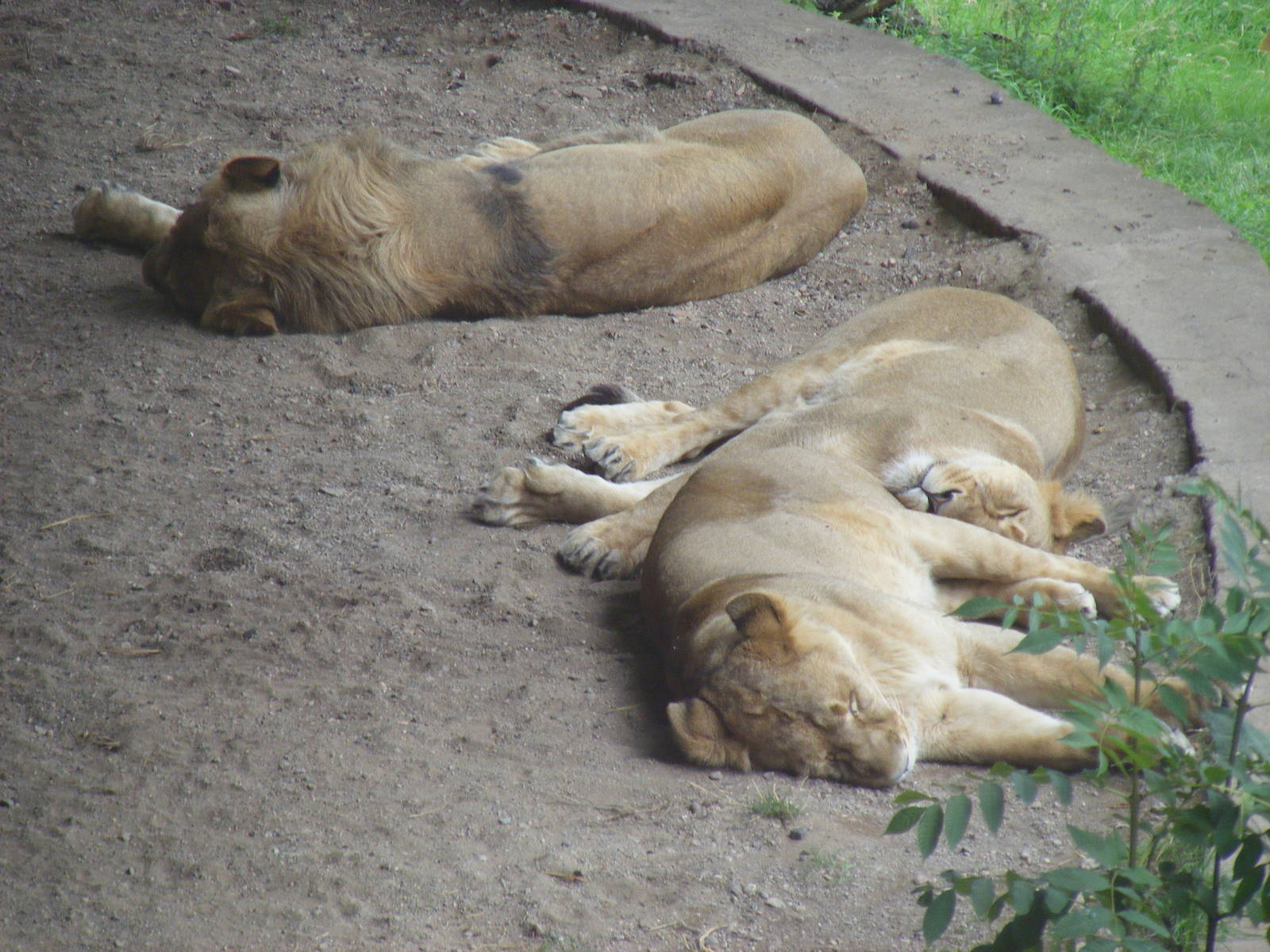 Asiatic lions at Dudley Zoo, 28 August 2010