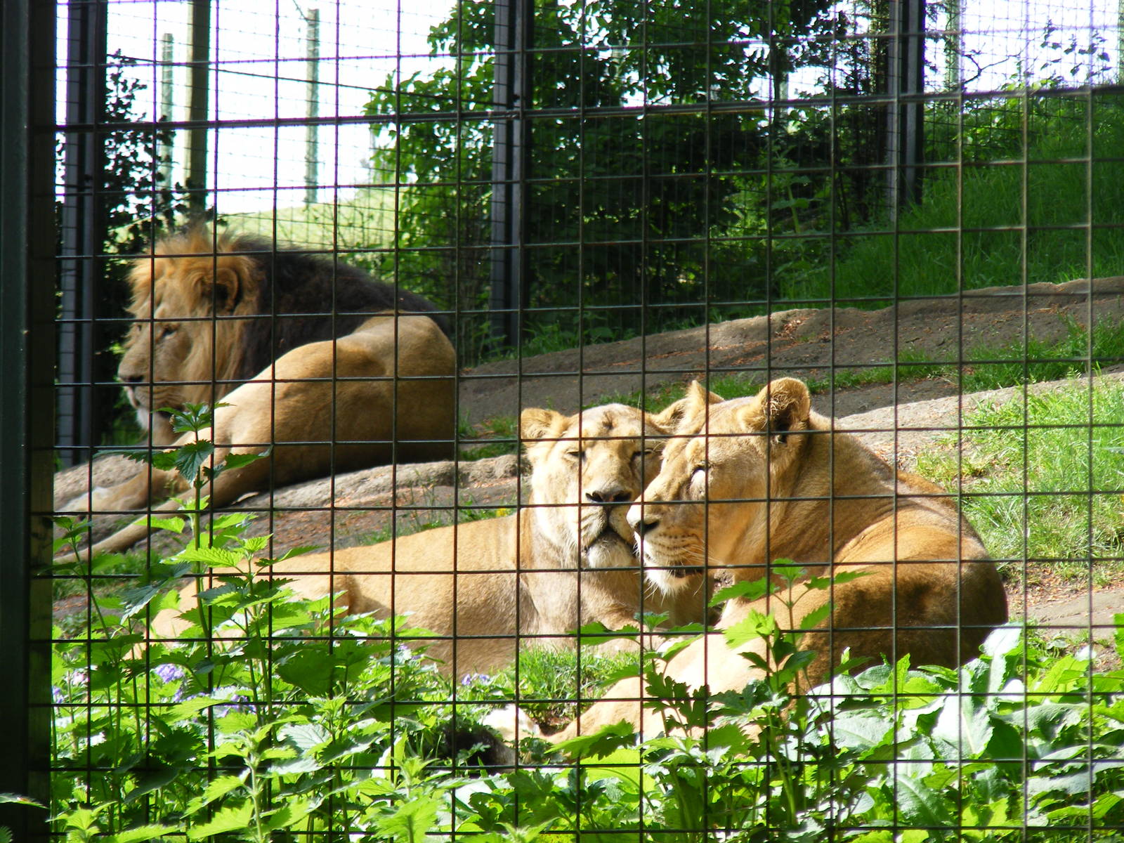 Asiatic lions at Edinburgh Zoo, 21 May 2010