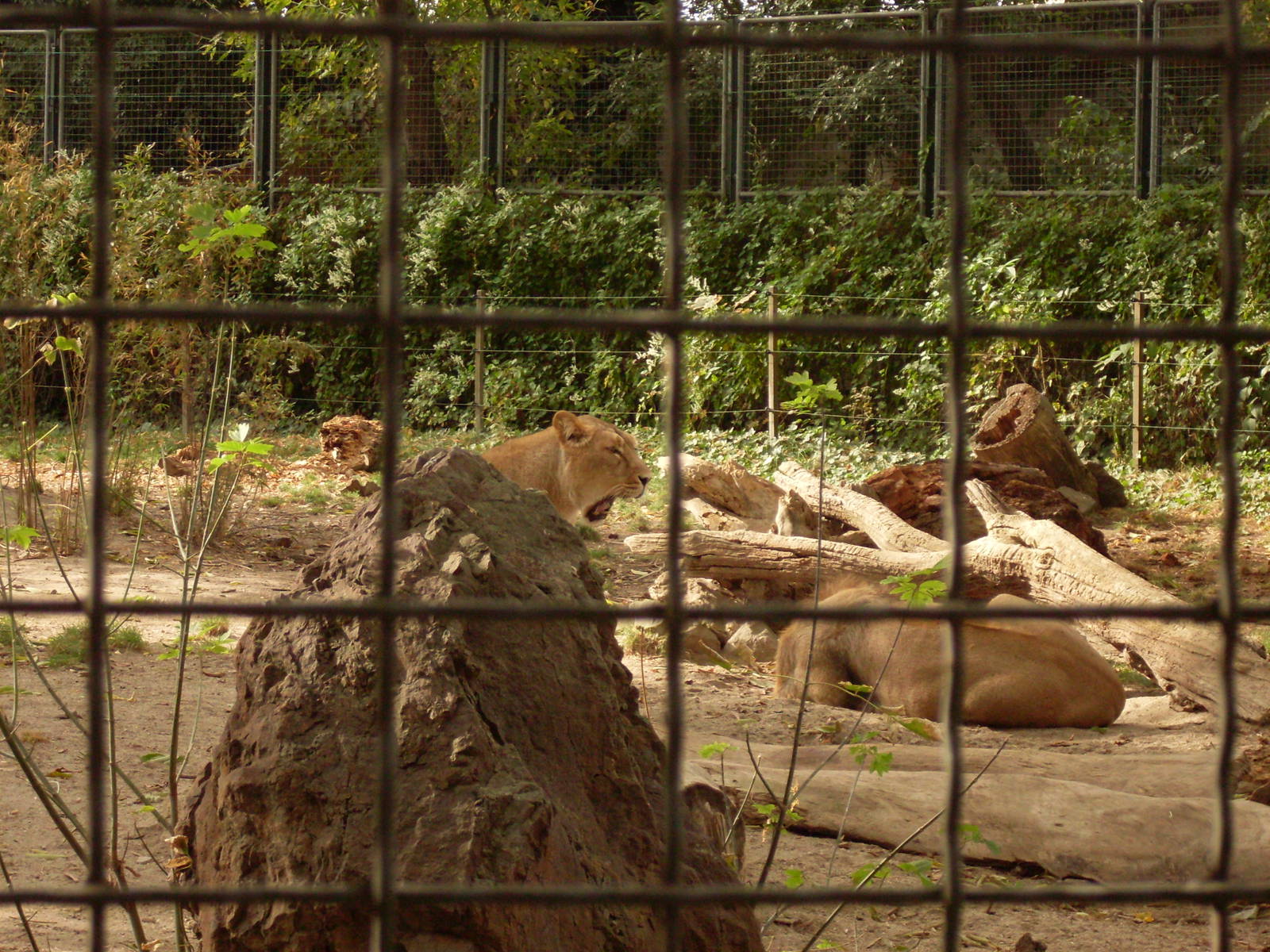 asiatic lions Bp.zoo(2011 oct.)