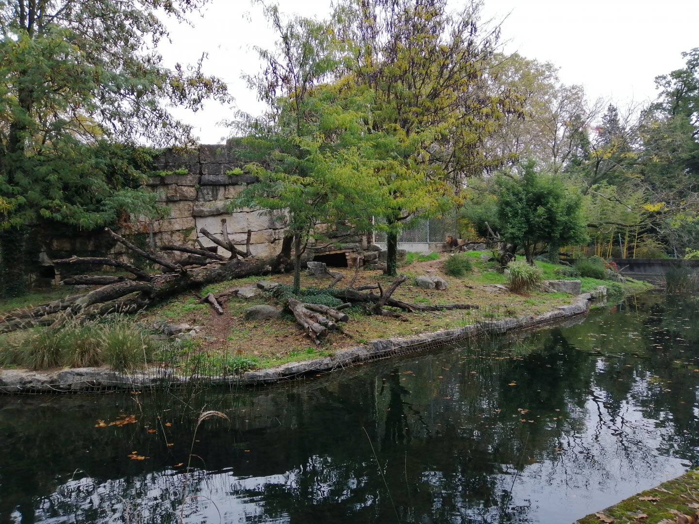 Asiatic Lions Exhibit