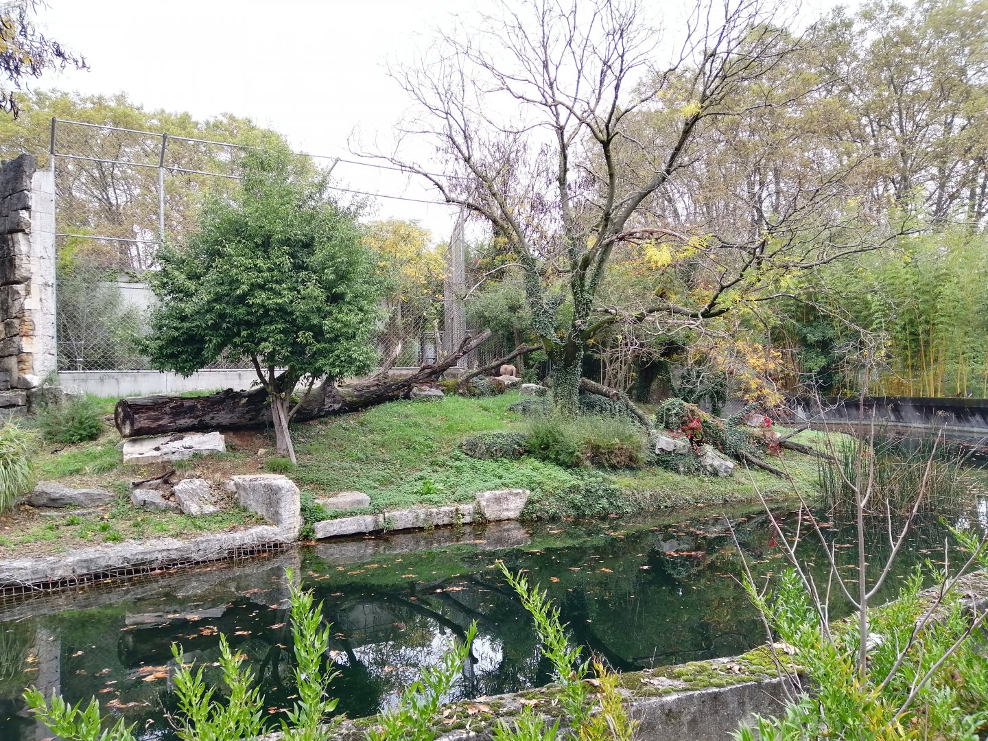Asiatic Lions Exhibit