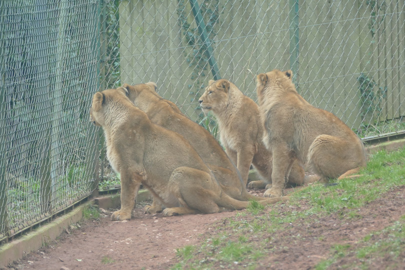 Asiatic lions, February 2018