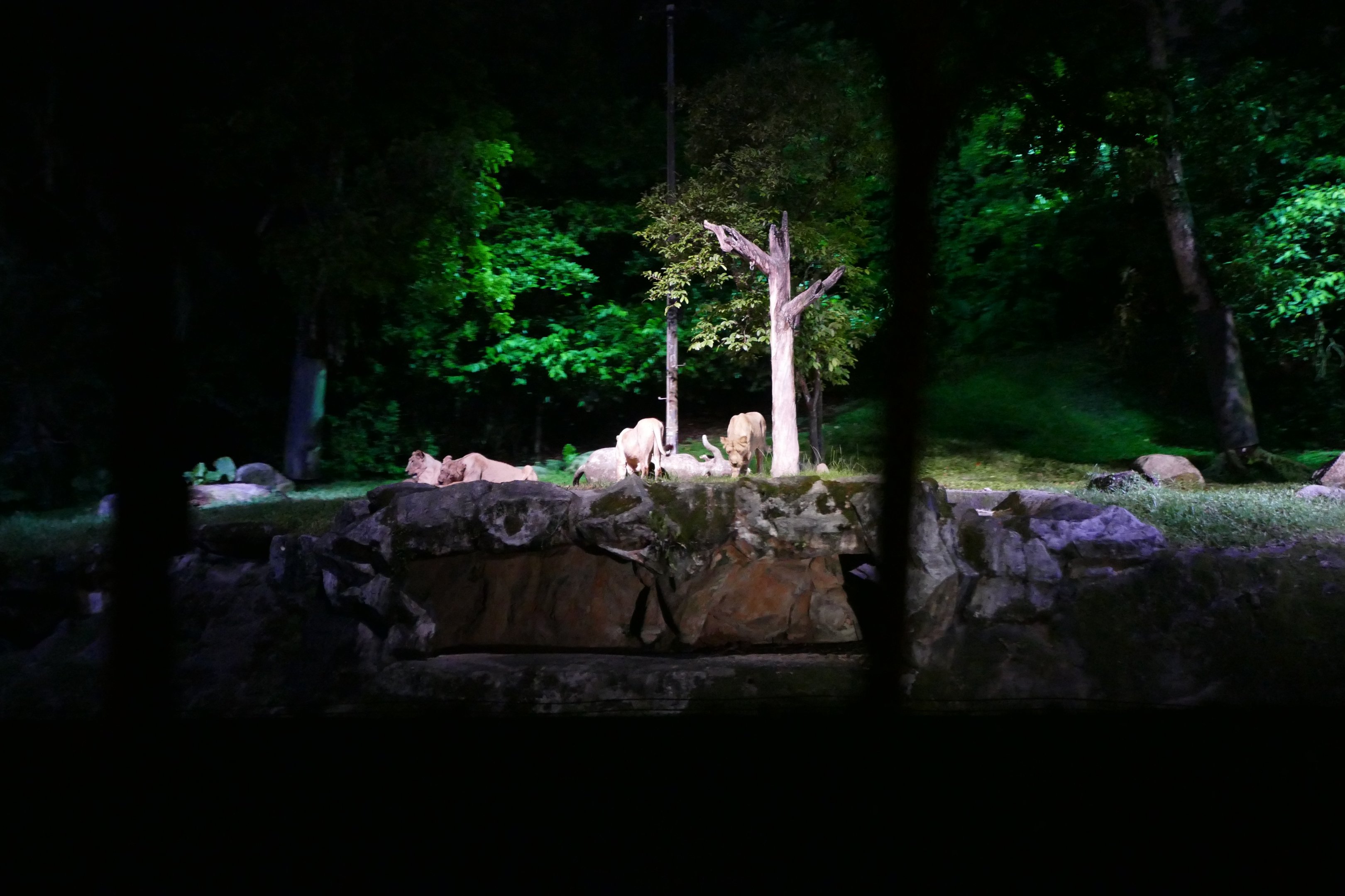 Asiatic lion's from the tram