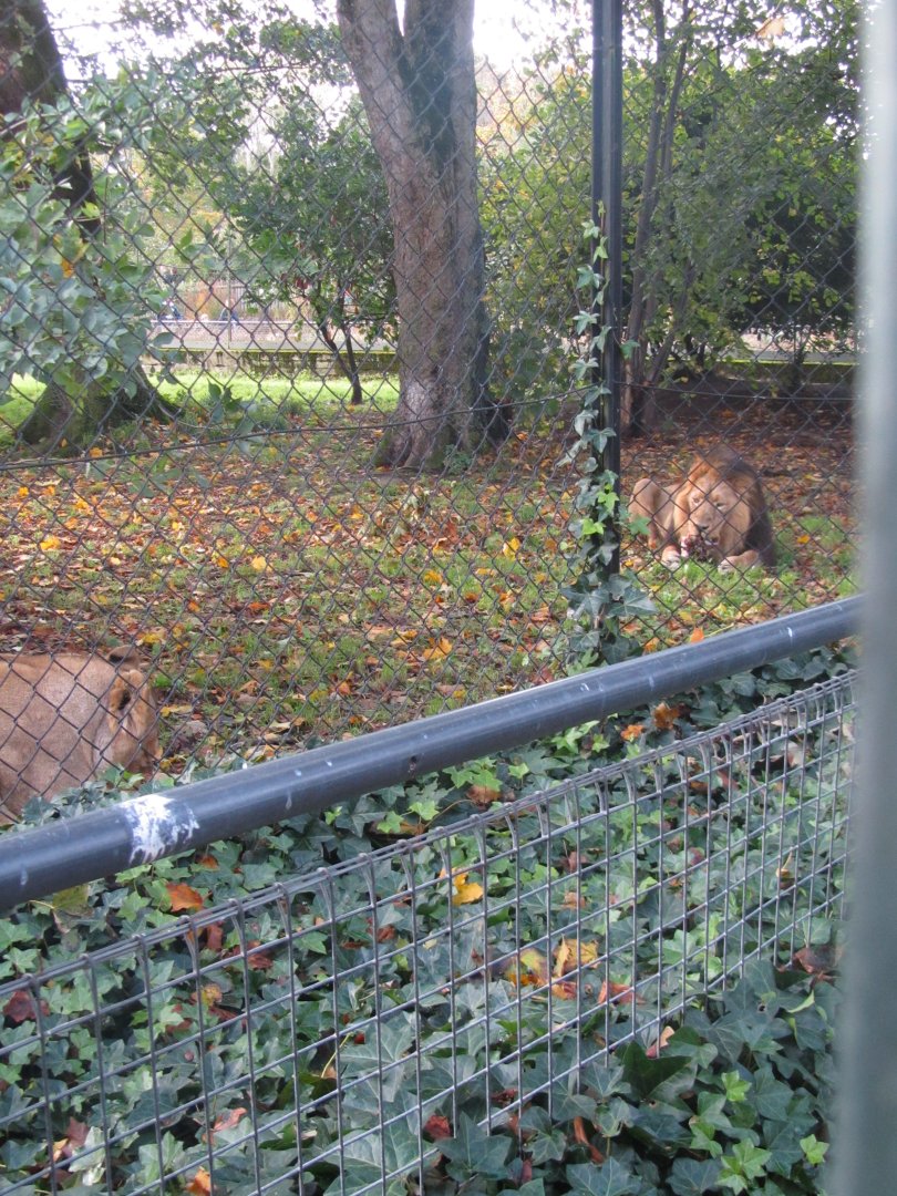 Asiatic Lions Iblis And Kiburi