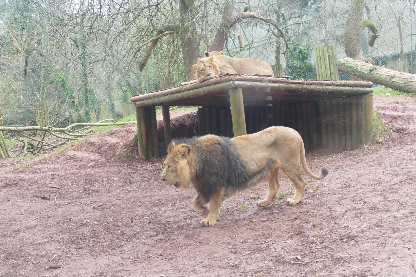 Asiatic lions, January 2019