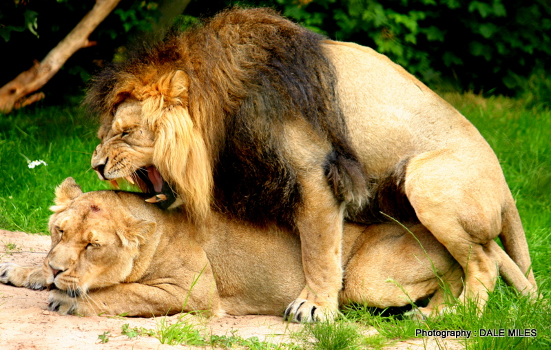 Asiatic Lions mating