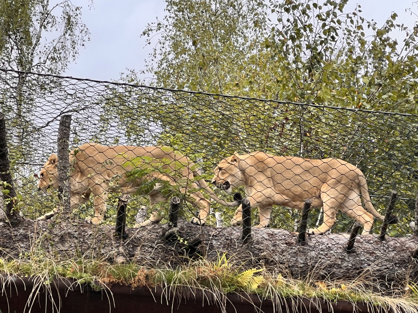 Asiatic Lions on the “Cat Walk”