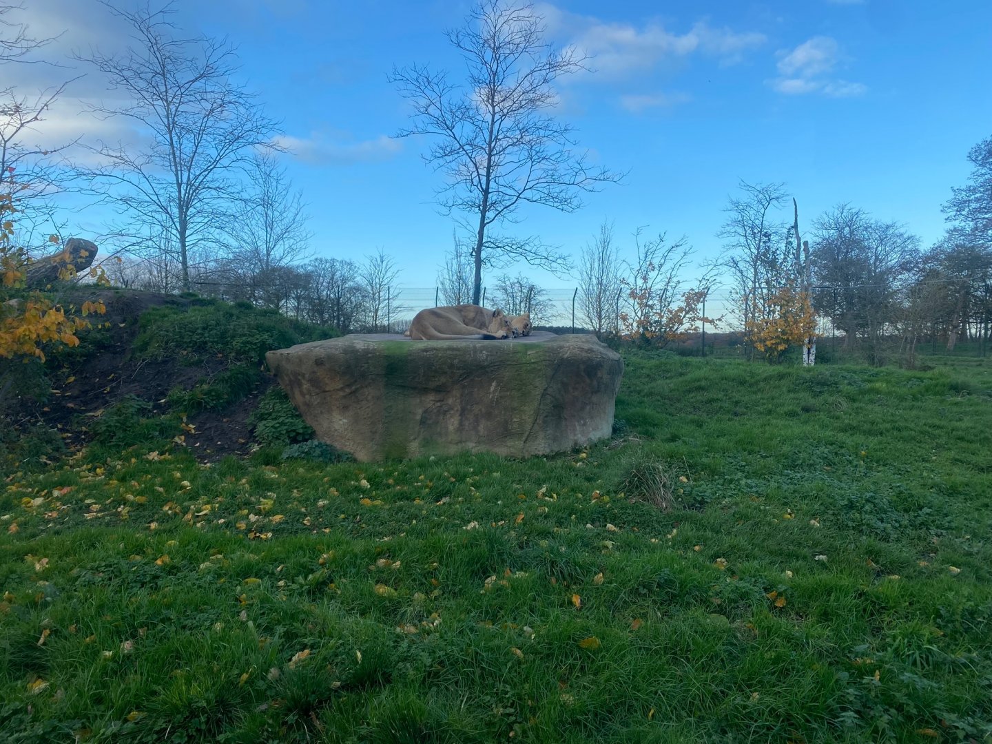 Asiatic lions outdoors 241123