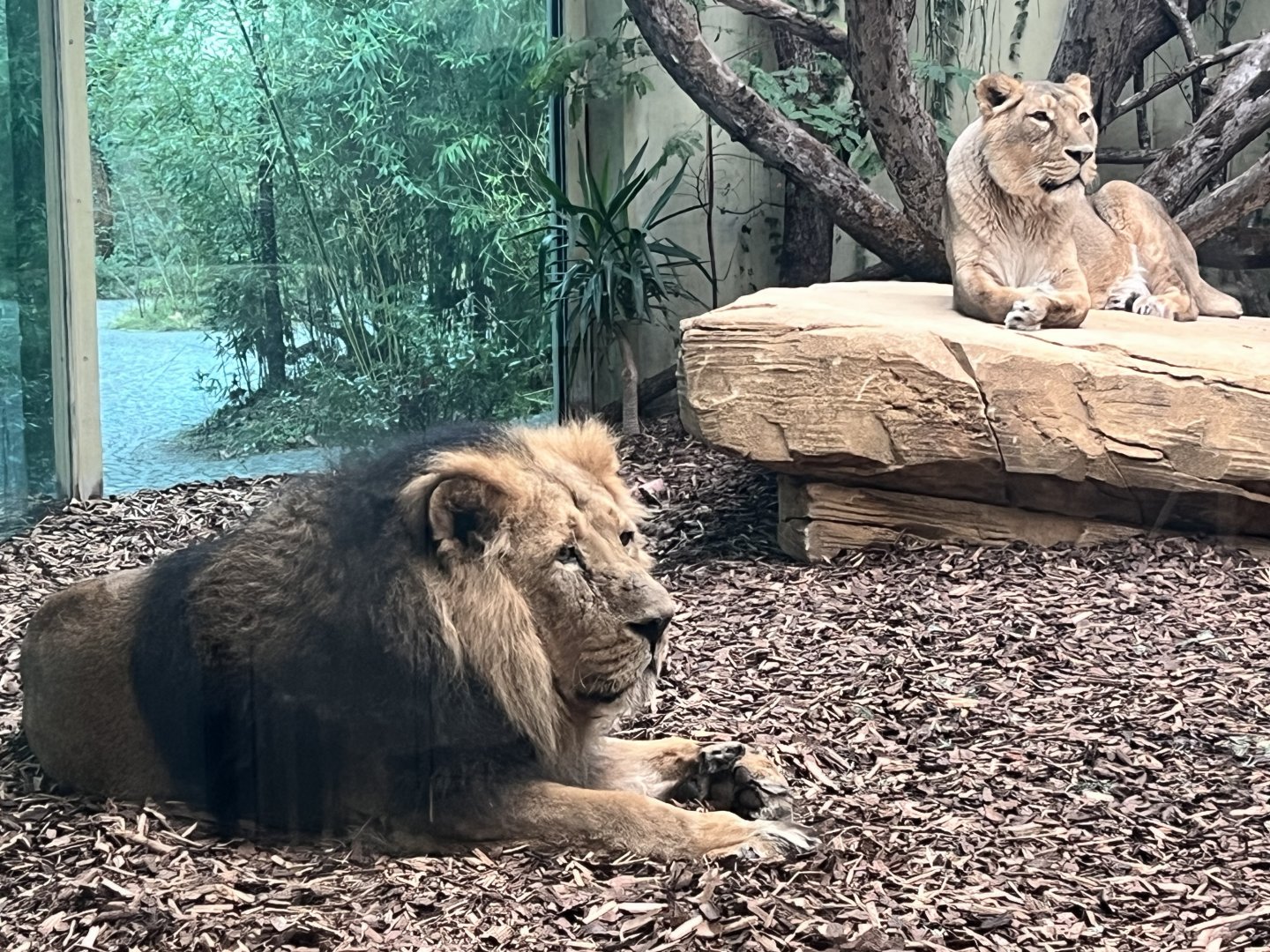 Asiatic Lions (Panthera leo leo)