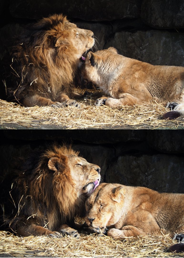 Asiatic lions (Panthera leo persica), 2020-01-11