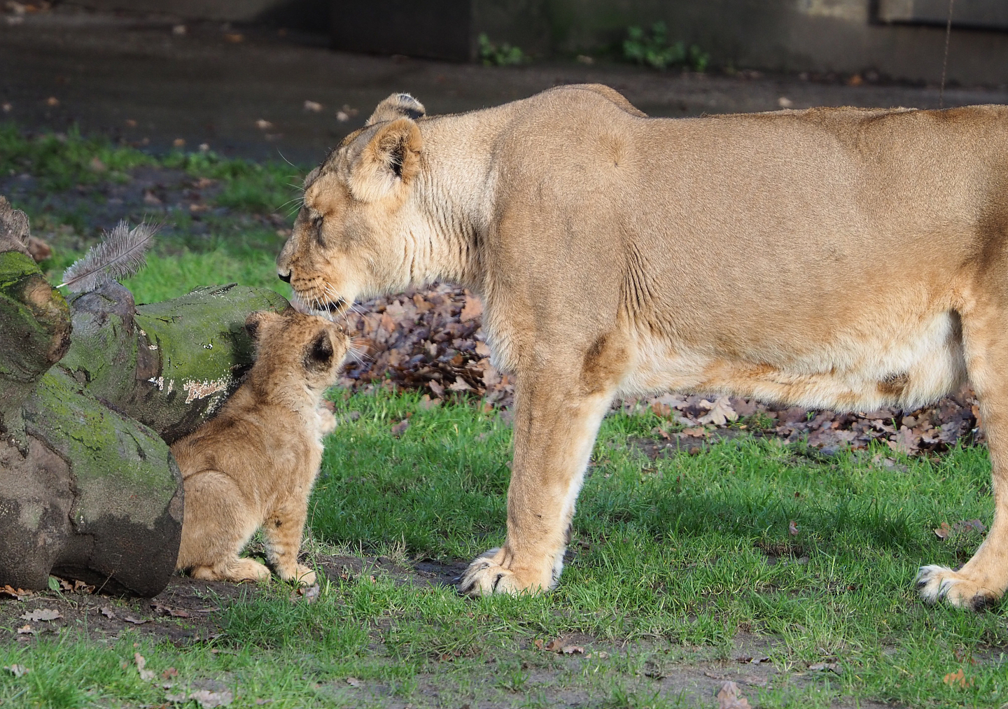 Asiatic lions (Panthera leo persica) Wishu and Lorena, 2021-12-07