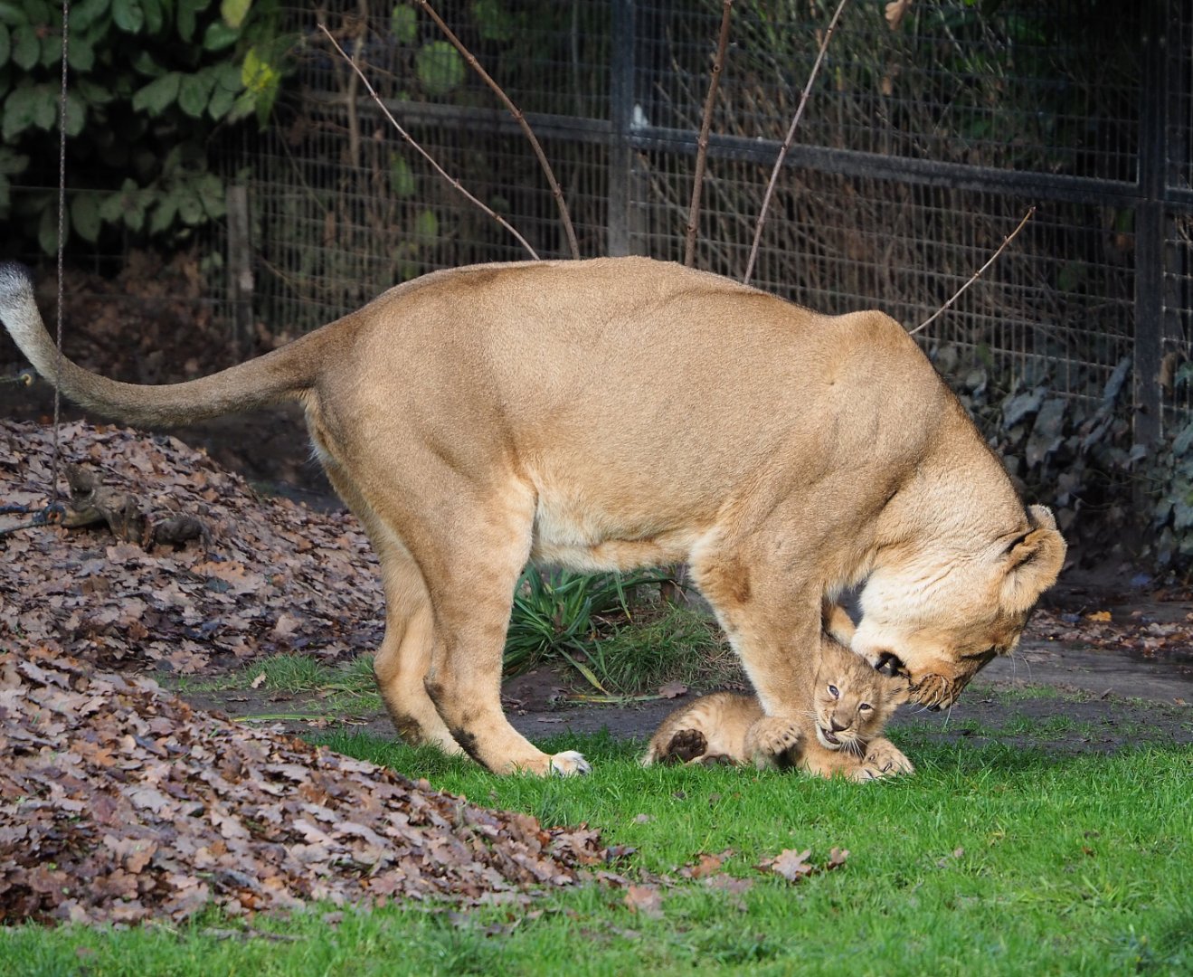 Asiatic lions (Panthera leo persica) Wishu and Lorena, 2021-12-07