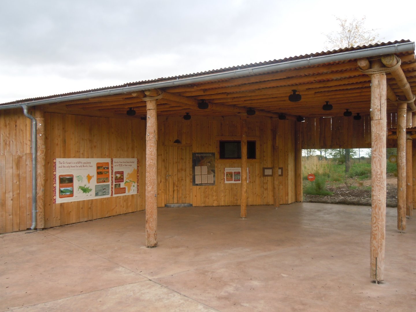 Asiatic lions viewing window 110920
