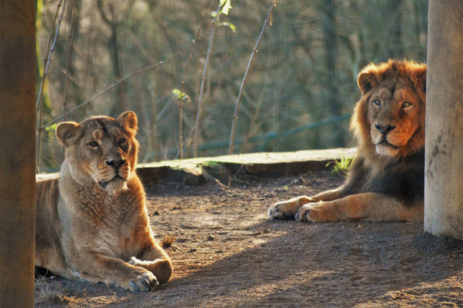 Asiatic lions