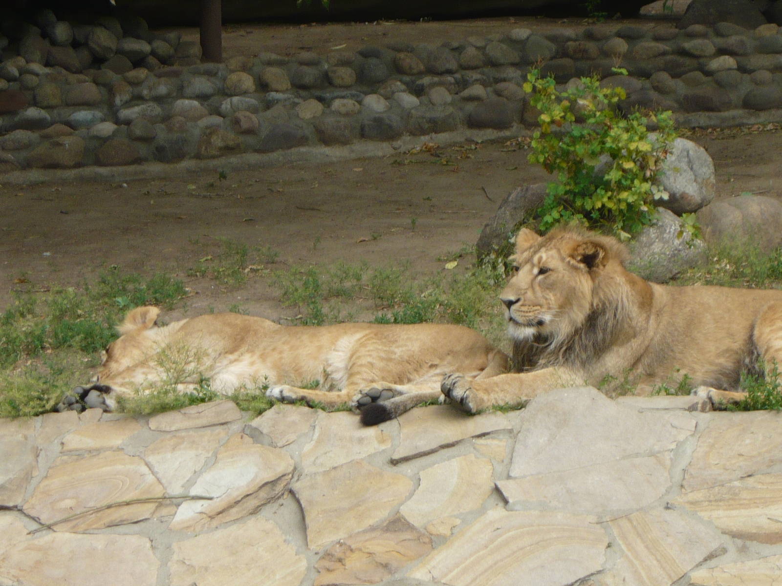 Asiatic lions