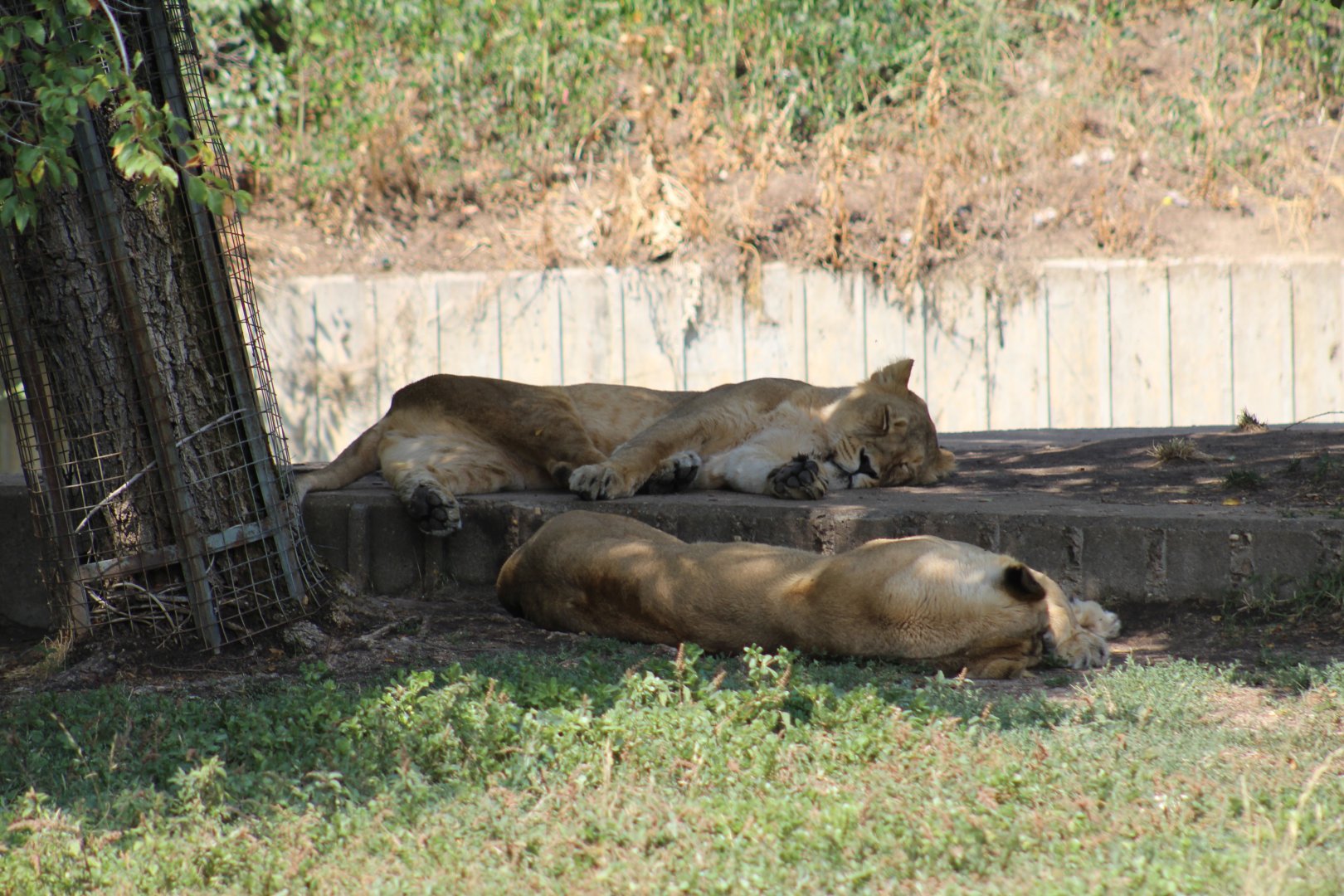 Asiatic Lions