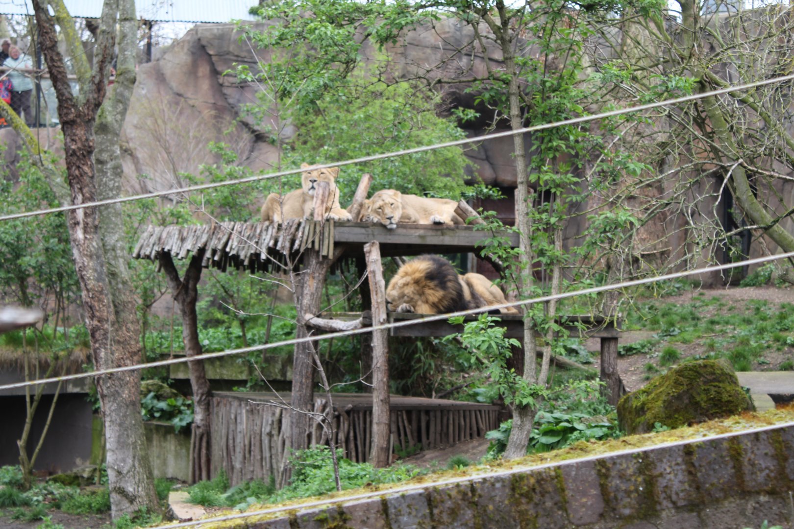 Asiatic Lions
