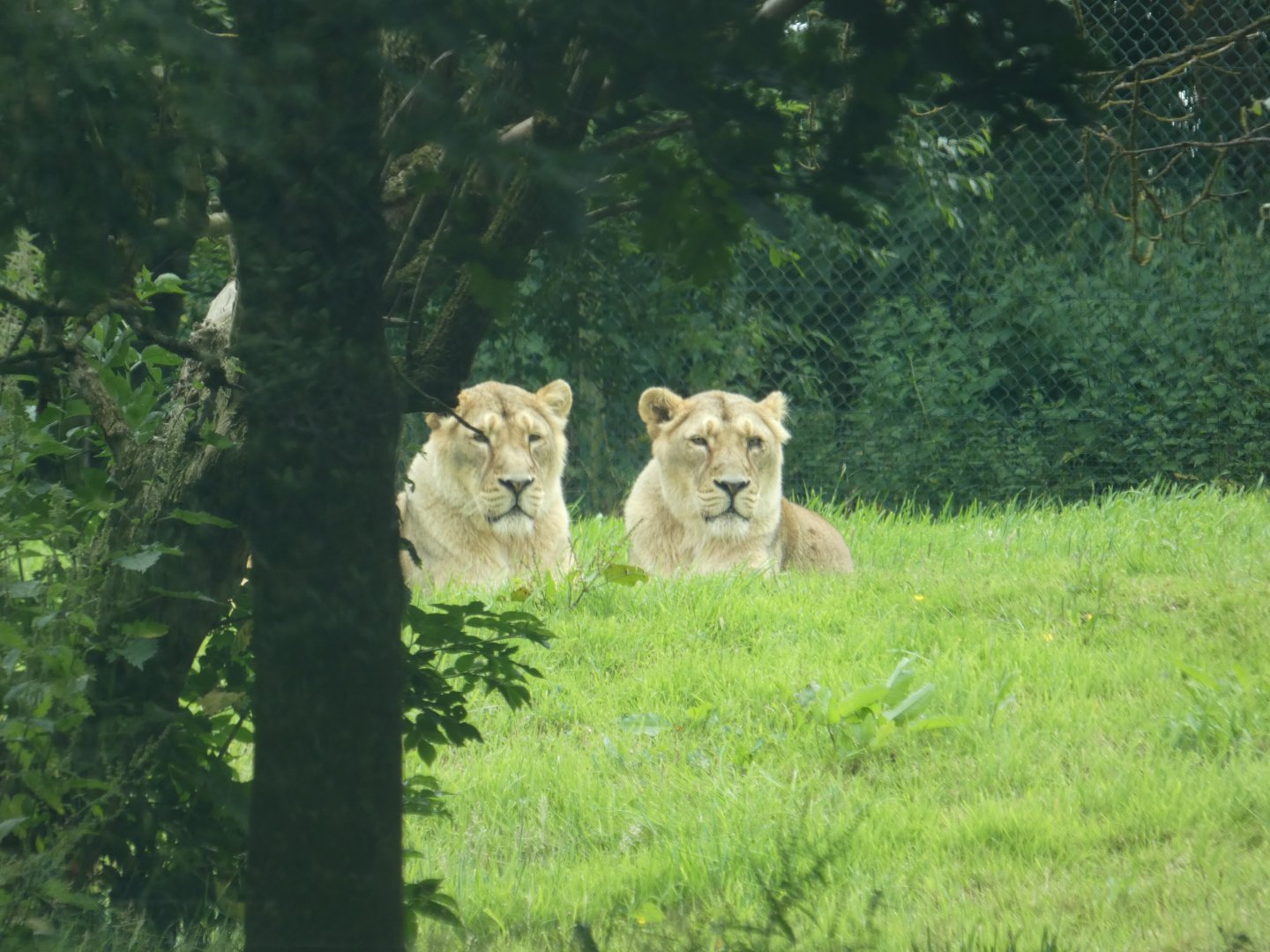 Asiatic lions