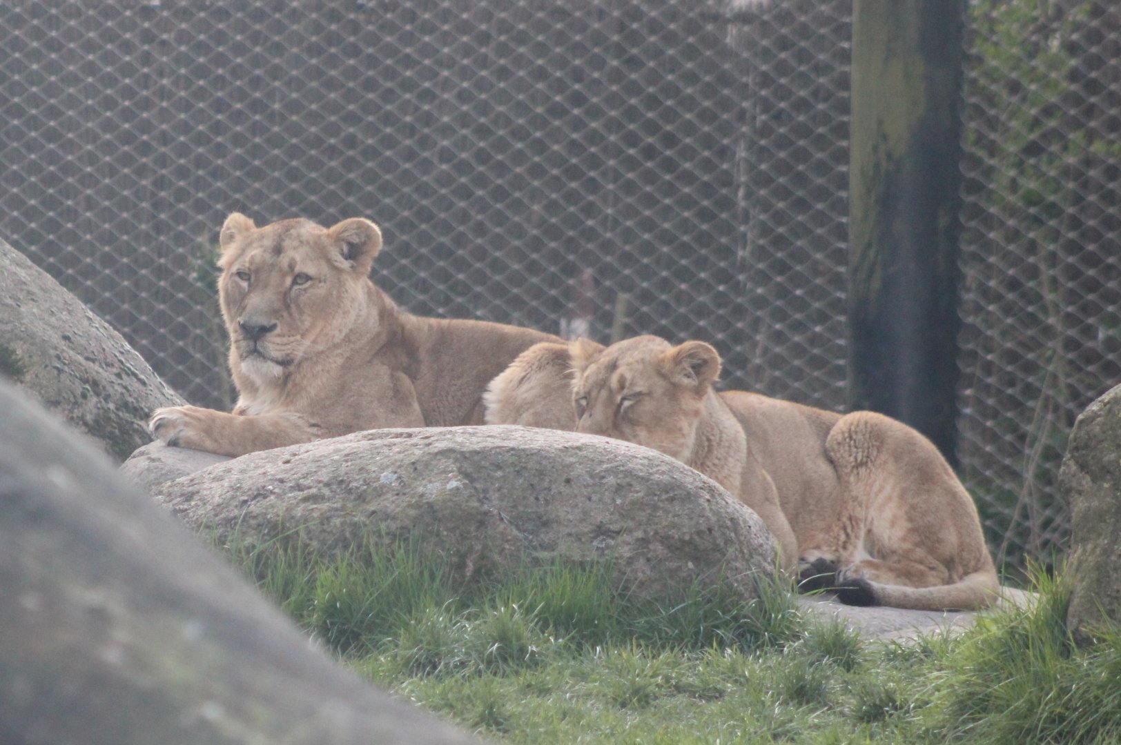 Asiatic lions