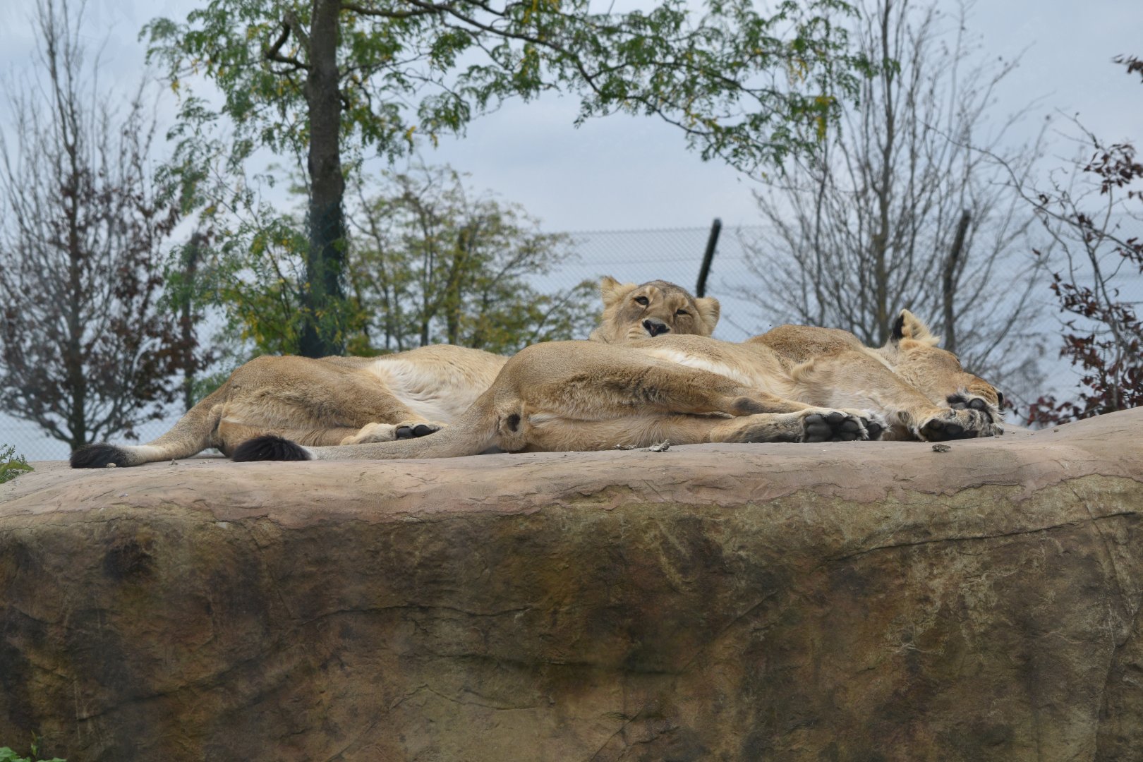 Asiatic lions