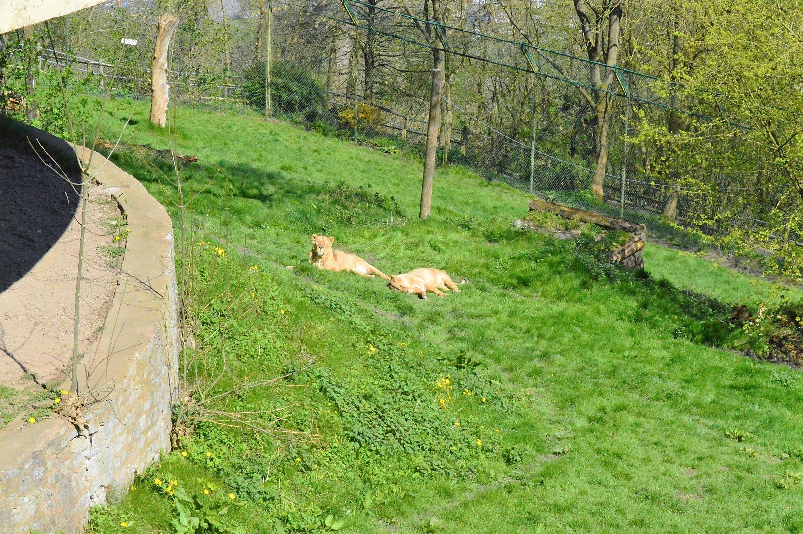 Asiatic lions.