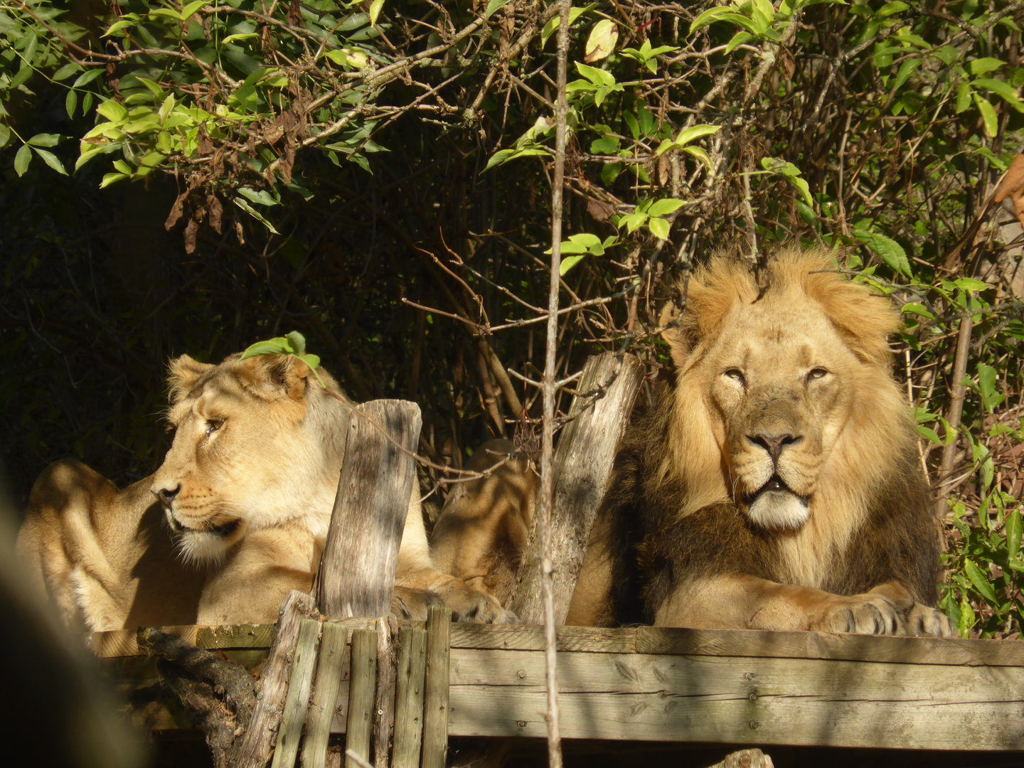 Asiatic Lions