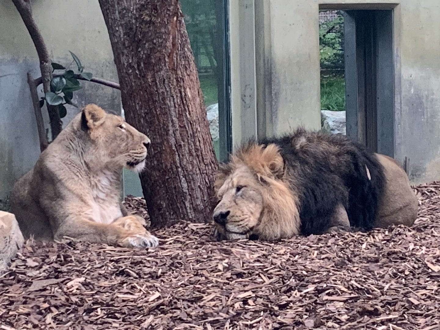 Asiatic lions