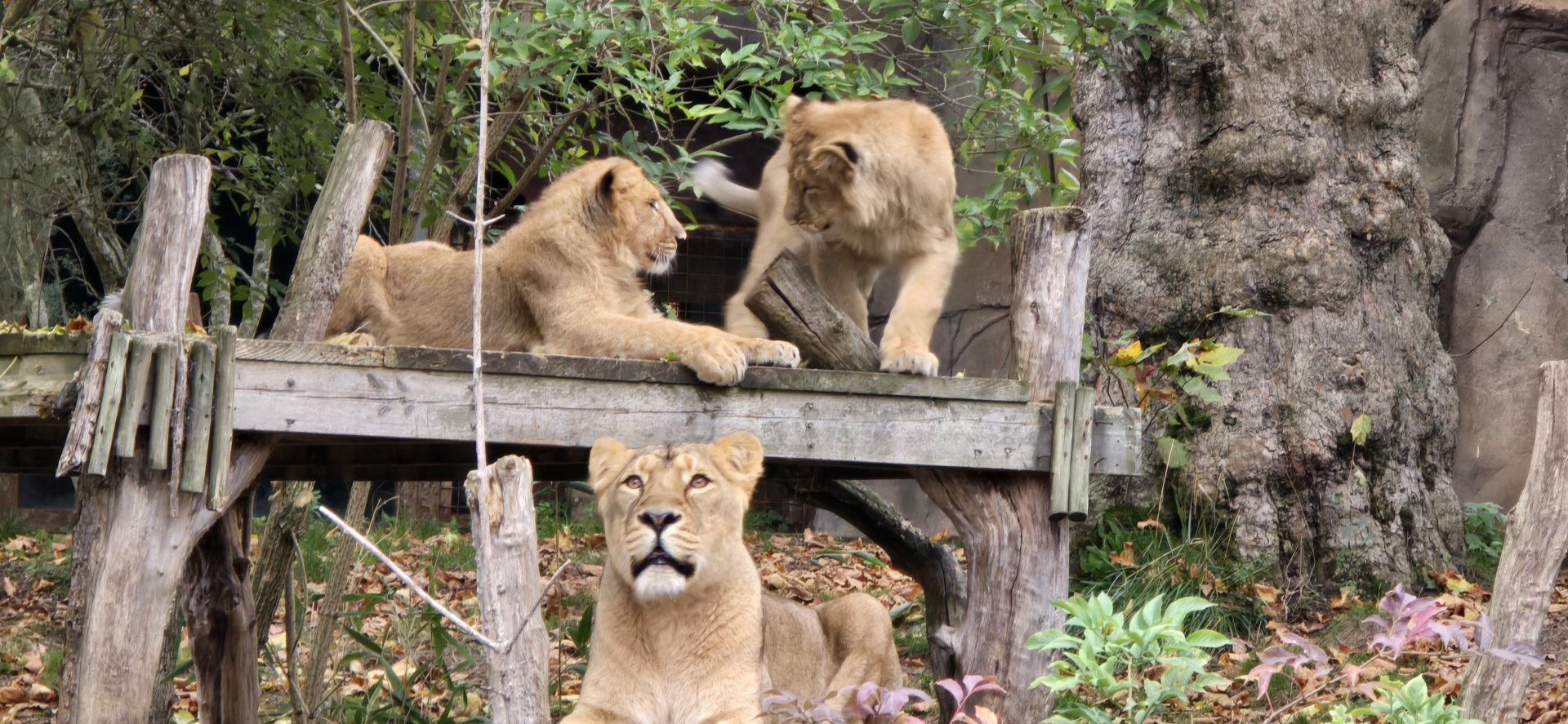 Asiatic lions