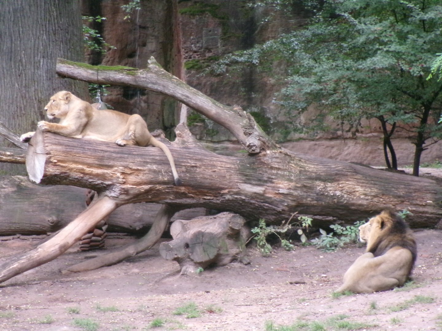 Asiatic lions