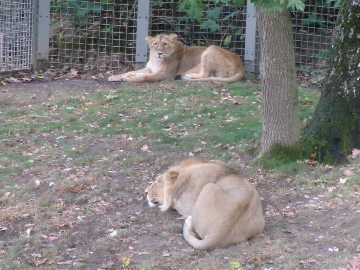 Asiatic lions