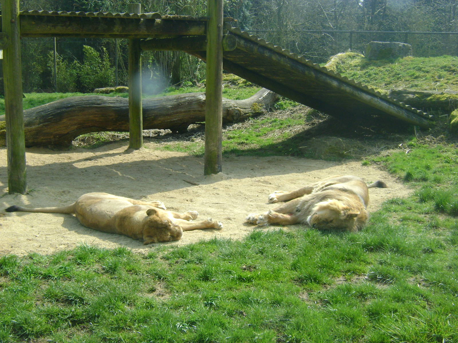 Asiatic Lions