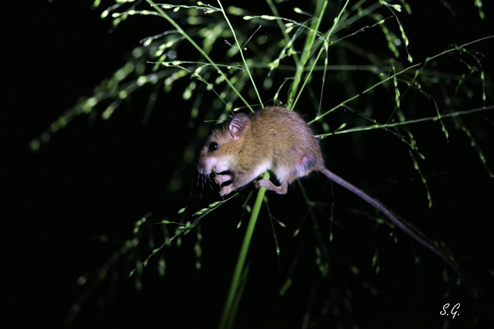 Asiatic long-tailed climbing mouse