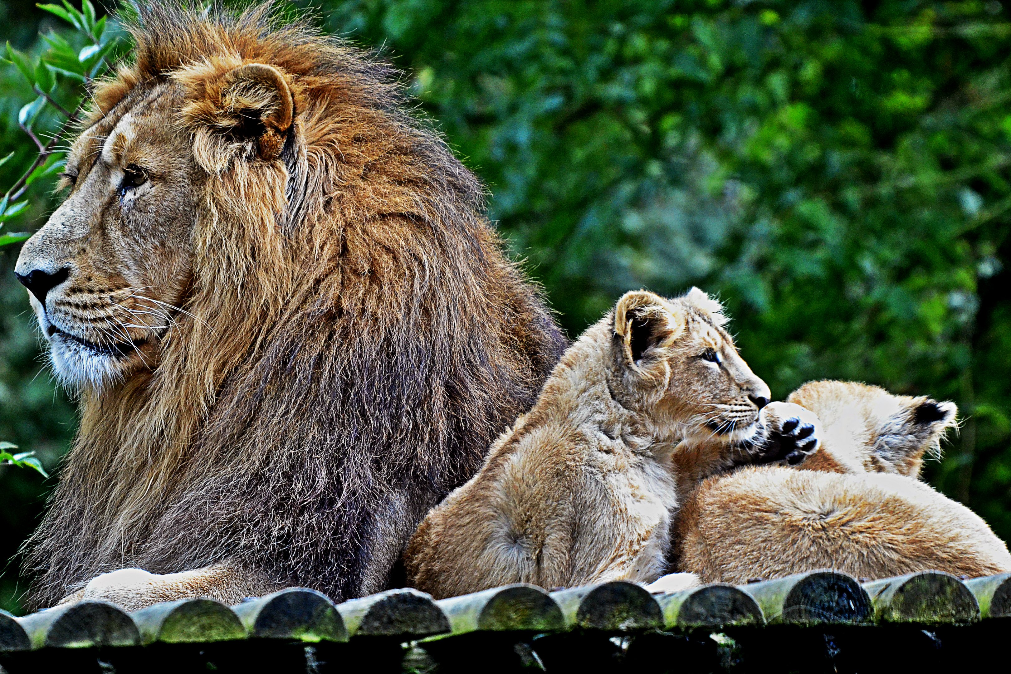 Asiatic Male Lion and Cubs