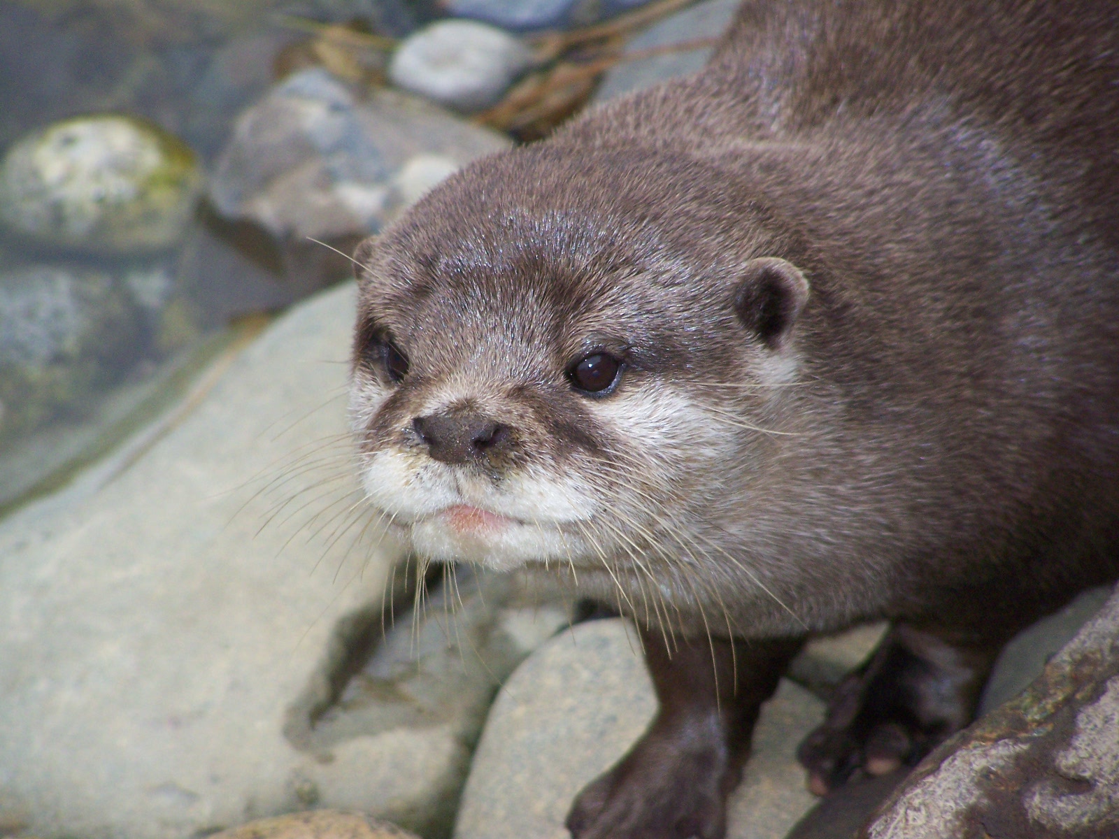asiatic otter
