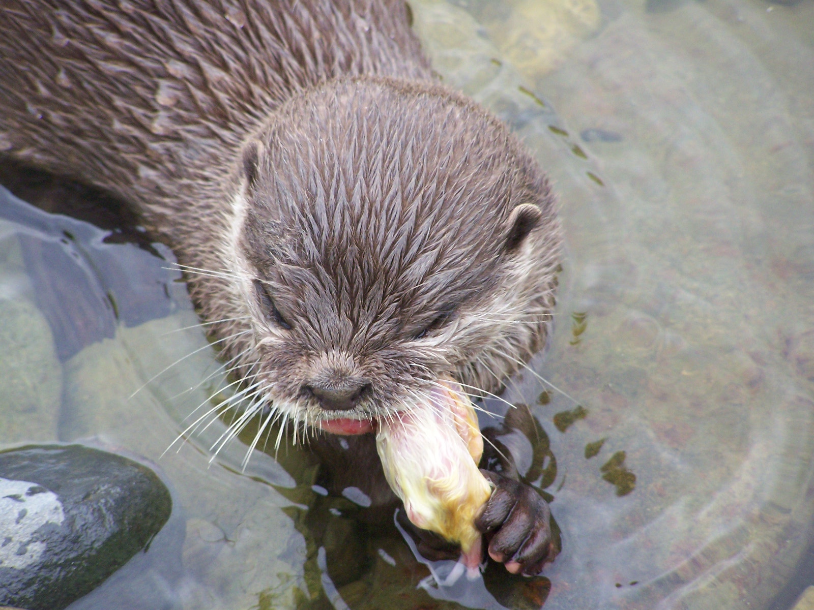 asiatic otter