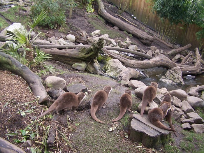Asiatic otters enclosure